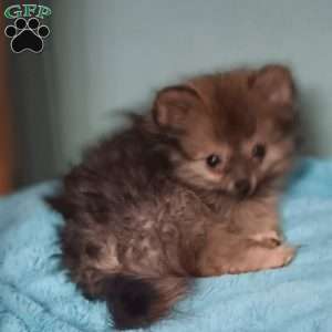 Teeny Tiny Twinkle Toes, Pomeranian Puppy